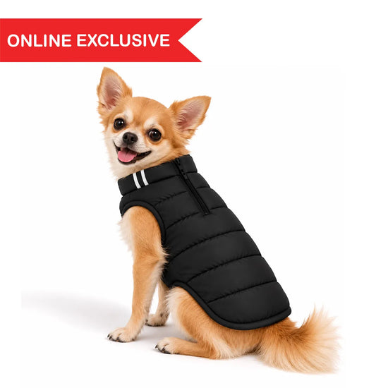 Small tan dog wearing a Zigly Lifestyle black ZL Trail Buddy puffer jacket