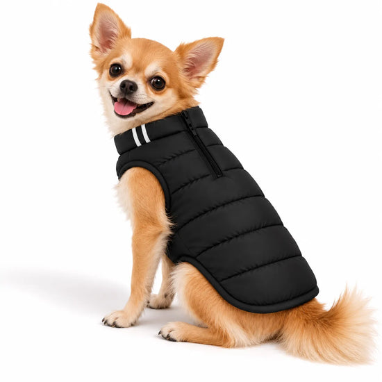 Chihuahua wearing a black Zigly Lifestyle Trail Buddy dog jacket