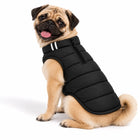 Pug wearing a black Zigly Lifestyle ZL Trail Buddy dog jacket.