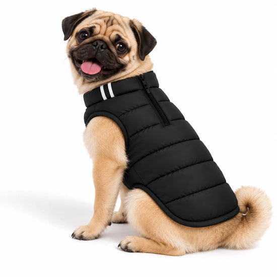 Pug wearing a black Zigly Lifestyle ZL Trail Buddy dog jacket.