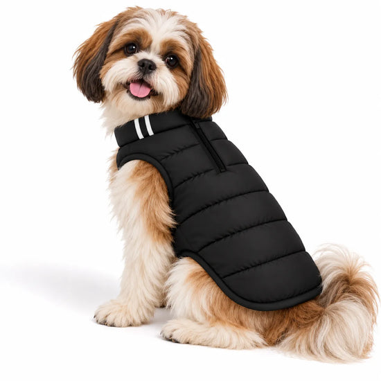 Shih Tzu dog wearing a black Zigly Lifestyle Trail Buddy padded jacket