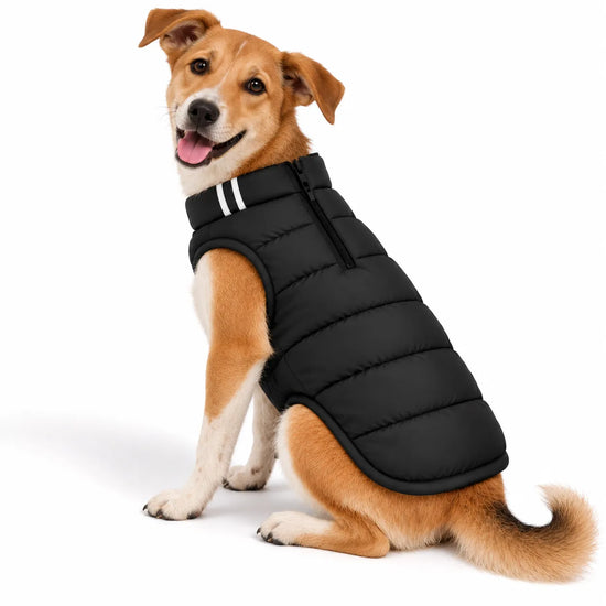 Brown dog wearing a black Zigly Lifestyle ZL Trail Buddy dog jacket