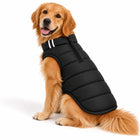 Golden Retriever wearing a black Zigly Lifestyle ZL Trail Buddy Dog Jacket