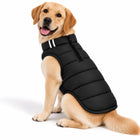 Golden Retriever wearing a black Zigly Lifestyle ZL Trail Buddy Dog Jacket