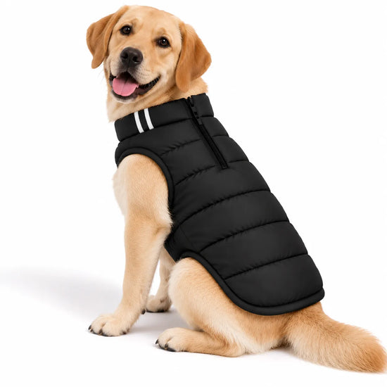 Golden Retriever wearing a black Zigly Lifestyle ZL Trail Buddy Dog Jacket