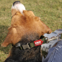 ZL Classic Olive Green Dog Collar