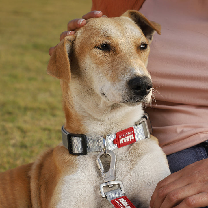Zl Classic Silver Dog Collar