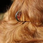 Zl Classic Gold Dog Collar - Zigly