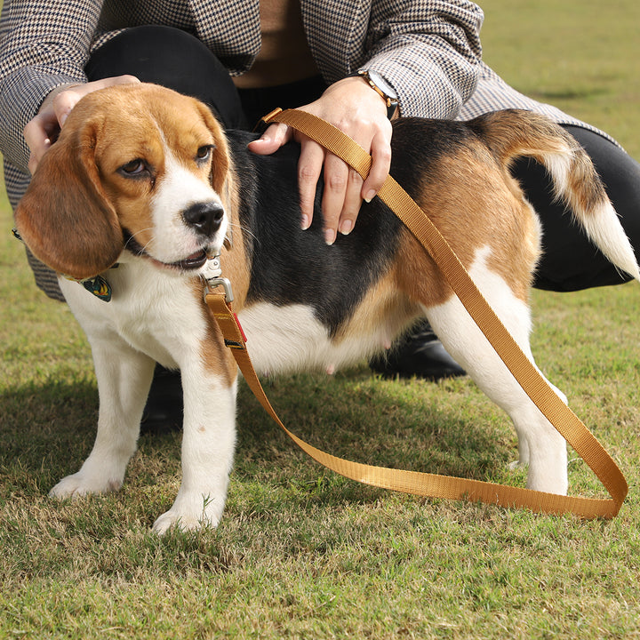 ZL Classic Dog Leash Gold
