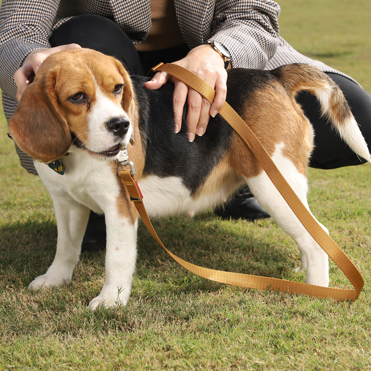 ZL Classic Dog Leash Gold
