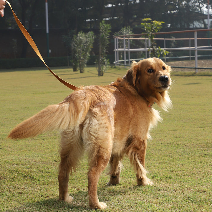 ZL Classic Dog Leash Gold