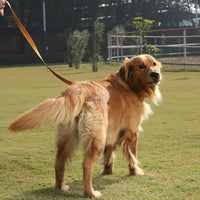 ZL Classic Dog Leash Gold