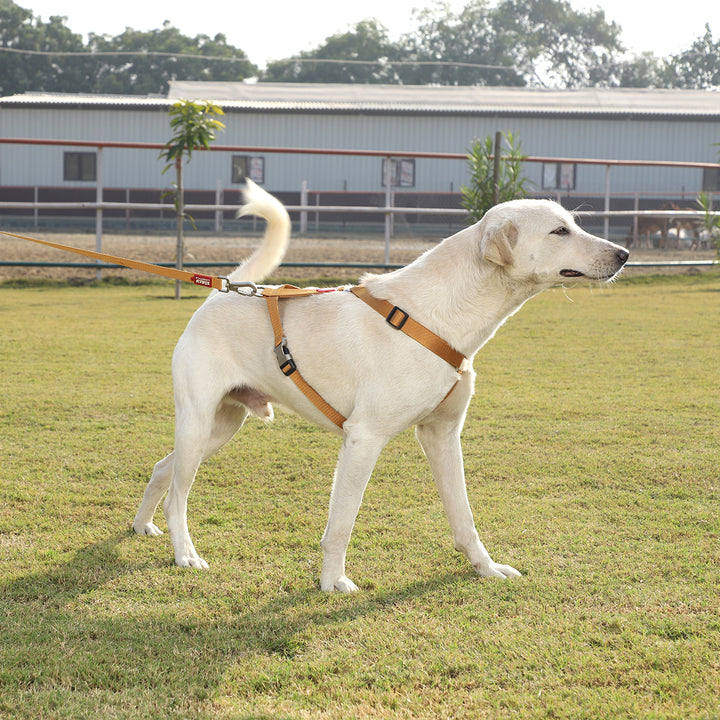 ZL Classic Dog H Harness Gold