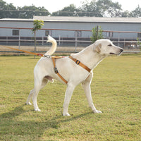 ZL Classic Dog H Harness Gold