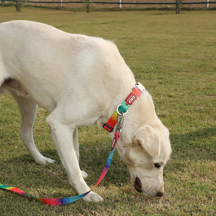 ZL Rainbow Dog Collar