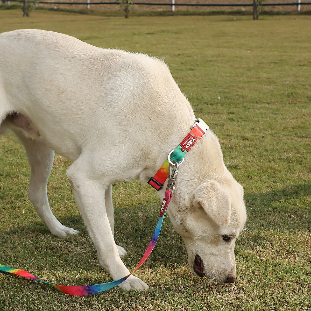 ZL Rainbow Dog Collar