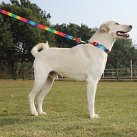 ZL Rainbow Dog Leash