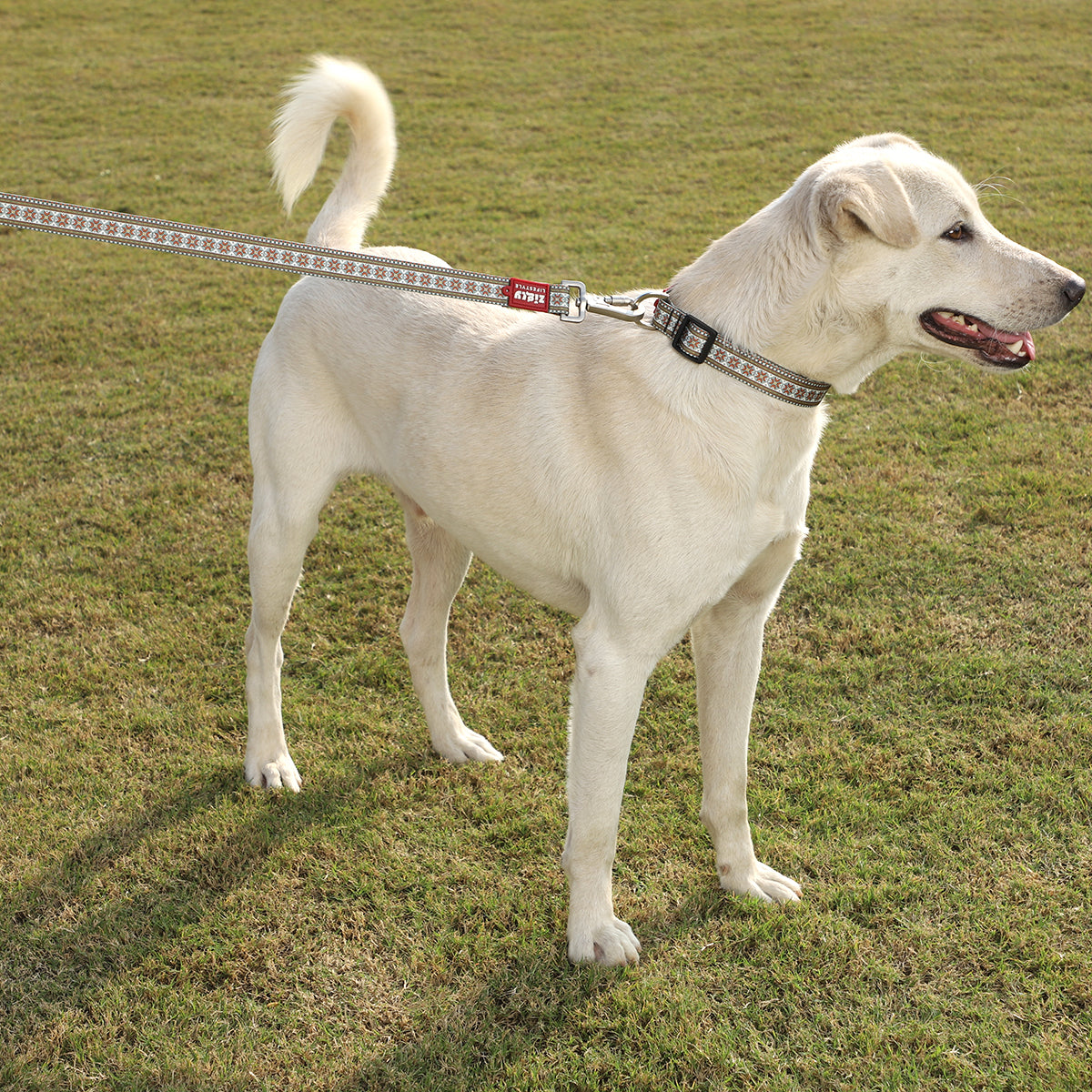 ZL Heritage Dog Leash