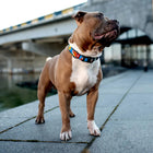 Waudog WOW Pattern Metal Fastex Nylon Dog Collar