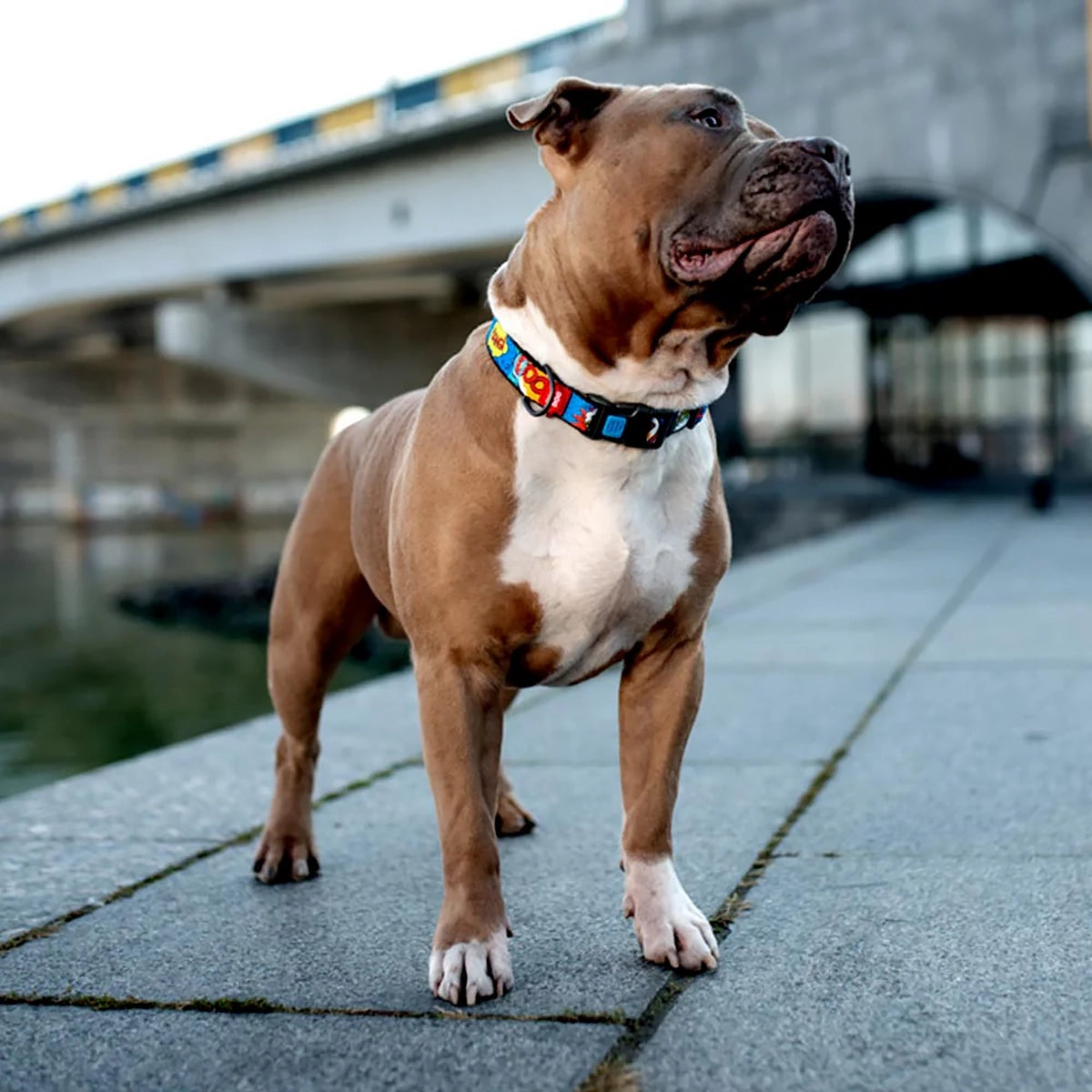 Waudog WOW Pattern Metal Fastex Nylon Dog Collar