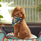 beboji Tropical Twist Dog Bandana - Zigly