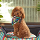 beboji Tropical Twist Dog Bandana