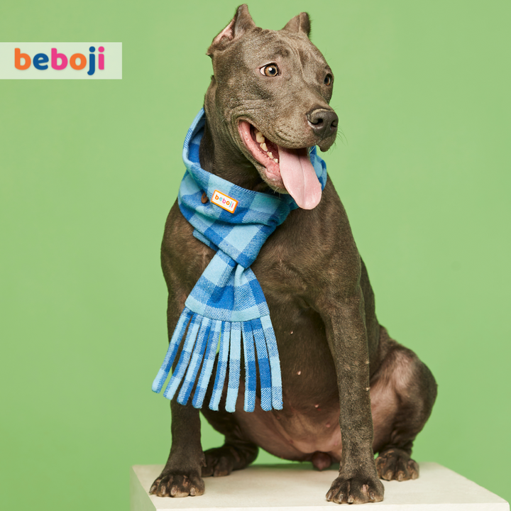 beboji Checkmaster Muffler for Dogs & Cats