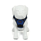White dog mannequin wearing a blue beboji harness with black trim on white background, zigly
