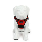 White bulldog statue wearing a red beboji dog harness against a white background zigly