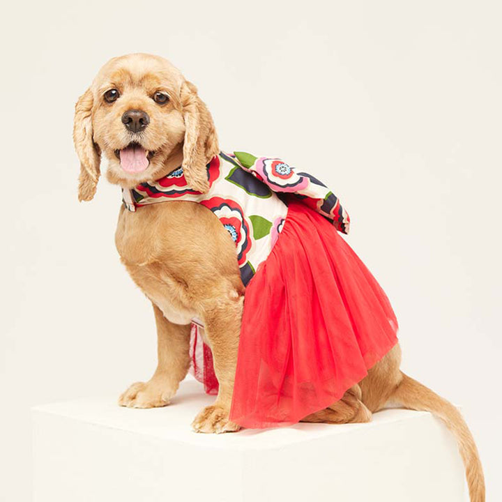 beboji Big Bow Flare Dog Frock