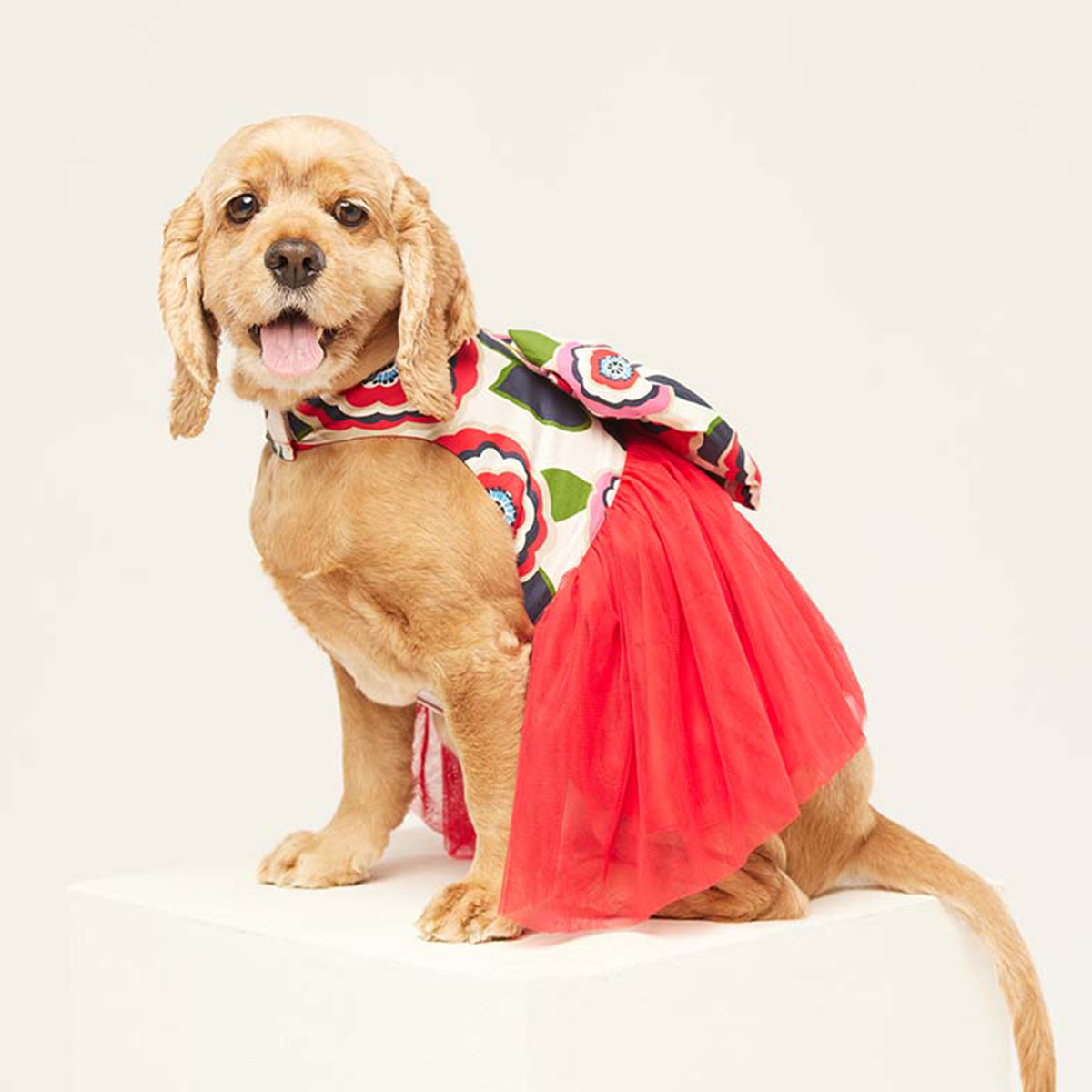 beboji Big Bow Flare Dog Frock