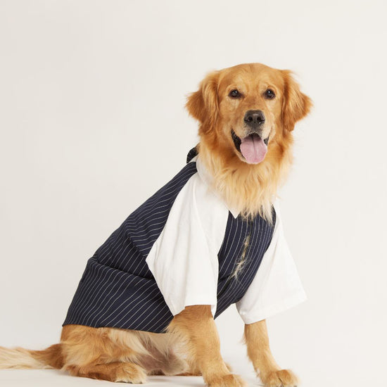 beboji-classy-gentelman-black-stripe-dog-shirt-with-bow