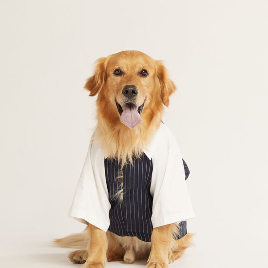 beboji-classy-gentelman-black-stripe-dog-shirt-with-bow