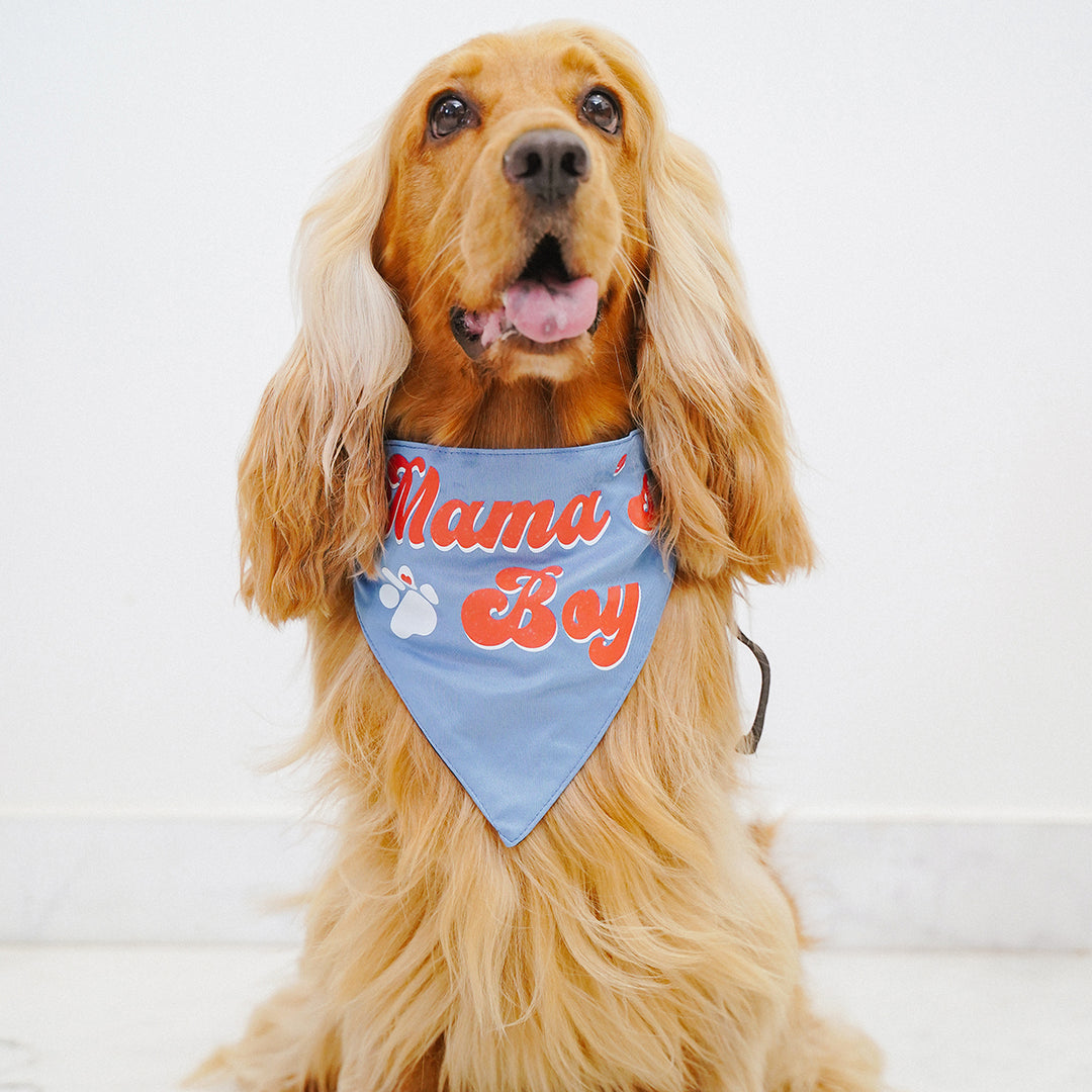 zl-mamas-boy-dog-bandana