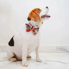 ZL Chocolatey Check Dog Bow Tie - Zigly