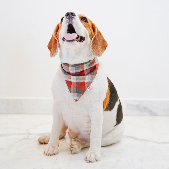 ZL Chocolatey Check Dog Bandana