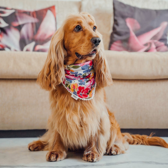 zl-multicolour-floral-dog-bandana