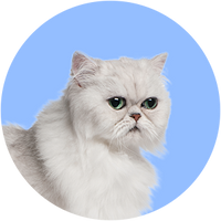 Persian Cat