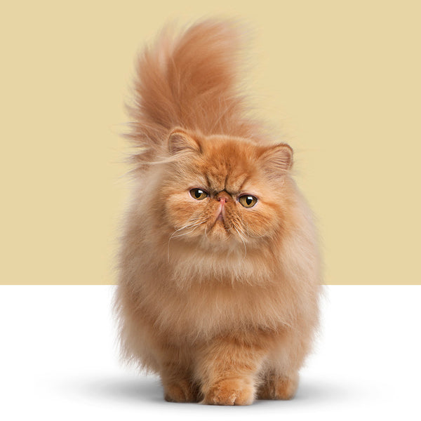 Persian