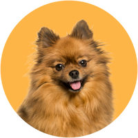 Small brown dog with a happy expression on a yellow background-Pomeranian Breed