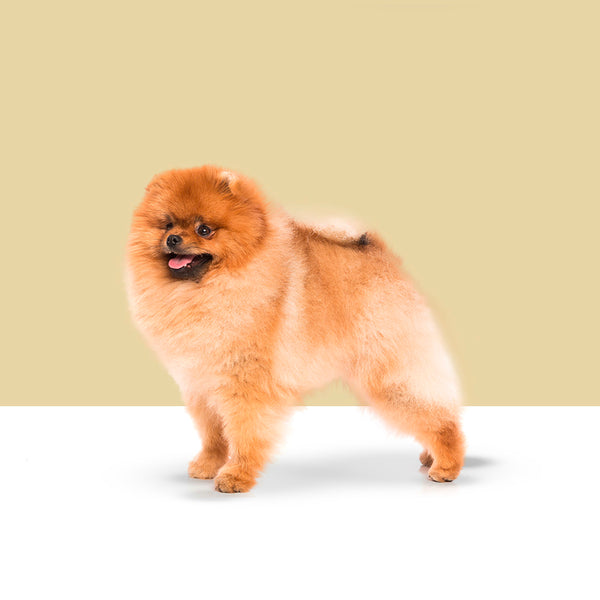 Pomeranian