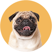 Pug dog with a round yellow background