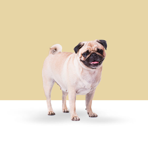 Pug