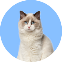 Ragdoll