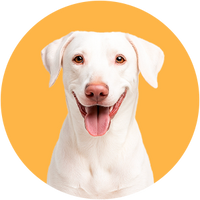 White dog with a yellow circle background-Rajapalayam Breed