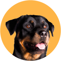 Rottweiler dog with a yellow circle background