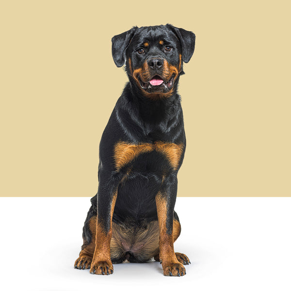 Rottweiler