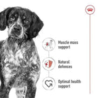 Royal Canin Medium Adult Dry Dog Food
