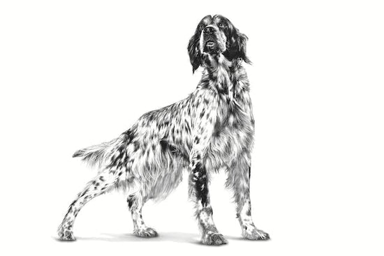 Royal Canin Veterinary Diet Satiety Weight Management Dog Dry Food