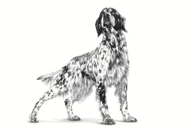 Royal Canin Veterinary Diet Satiety Weight Management Dog Dry Food